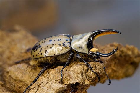 Rhino beetles – David's Beetles