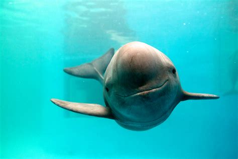 Milestone in race to save Yangtze finless porpoise | WWF