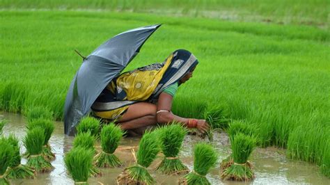 Subsidy For Paddy Farmers: धान की बुवाई पर 4 हजार रुपये दे रही है सरकार ...