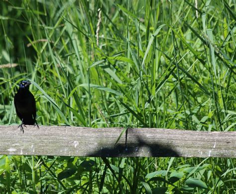 Detroit Zoo's Birds and the Bees Valentine's Day event - mlive.com
