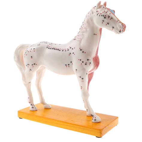 ⚡️Buy Maxbell 114 Acupuncture Points Horse Anatomical Model Educative ...