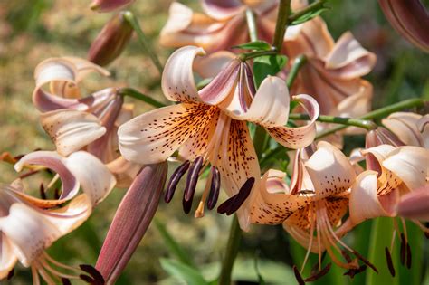 When Do Lilies Bloom? What You Need to Know