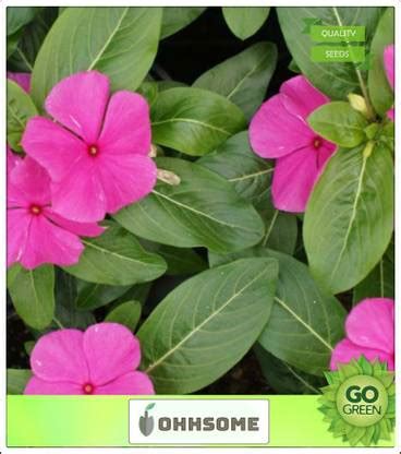 OhhSome Billa Ganneru Flower seeds For Garden Seed Price in India - Buy ...