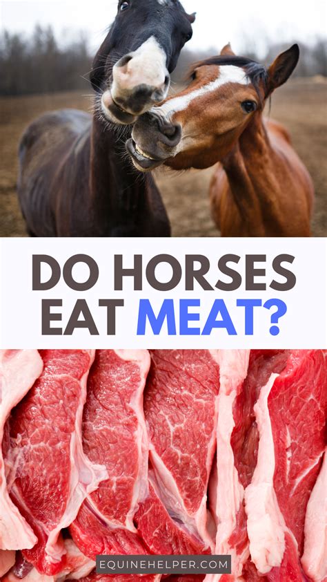 Best 13 Do Horses Eat Meat? (The Answer Might Surprise You) – Artofit