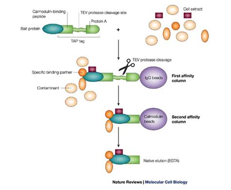 Affinity Purification 的图像结果