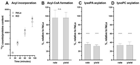 Dual Role of ACBD6 in the Acylation Remodeling of Lipids and Proteins