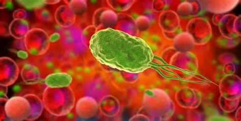 Helicobacter, Mikrobiota und Krebs | Quintessenz Verlags-GmbH