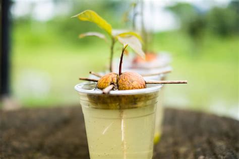 Image result for Sapling Development