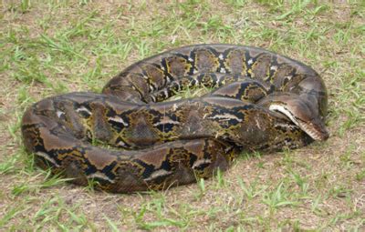 Reticulated Python