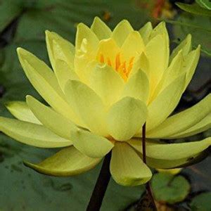 VibeX ® VXI-336 Yellow Lotus Water Lily Flower Seeds Seed Price in ...