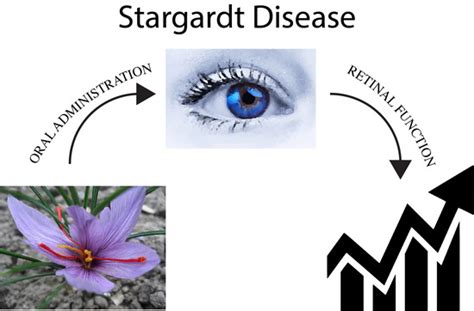 Antioxidant Saffron and Central Retinal Function in ABCA4-Related ...