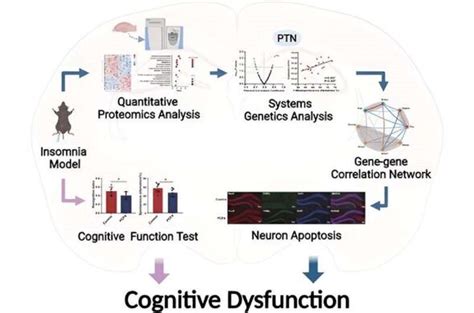 Image result for Sleep Offspring Graphical Abstract