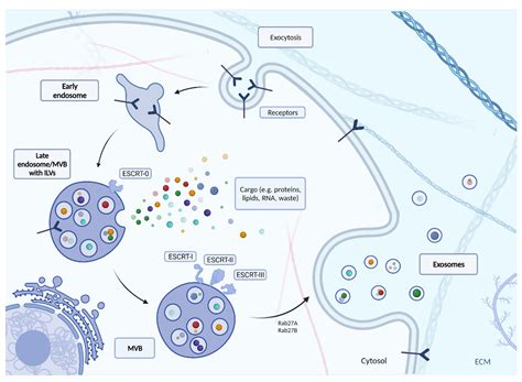 Small Extracellular Vesicles and COVID19—Using the “Trojan Horse” to ...