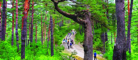 Image result for Linear Algorithm