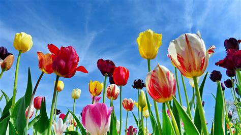 Tulips Spring Wallpapers - Wallpaper Cave