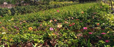 Geoscape | Vertical Garden in Chennai | Terrace Garden in Chennai ...