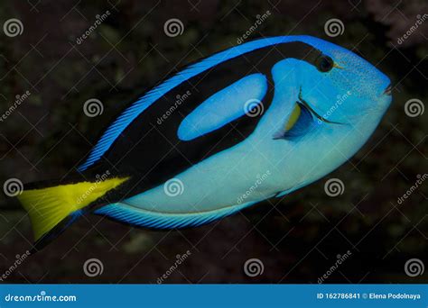 Blue Tang or Regal Tang or Palette Surgeonfish Paracanthurus Hepatus ...
