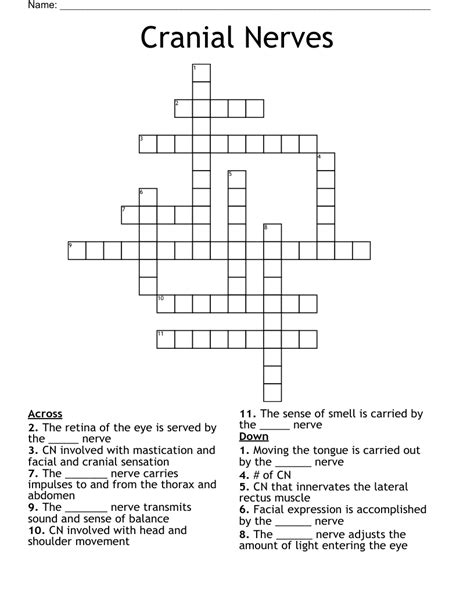 Cranial Nerves Crossword - WordMint