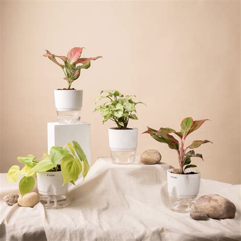 Set of 4 - Syngonium Pixie White & Aglaonema Pink Valentine & Golden M ...