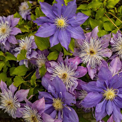 Types of Clematis & How to Identify Yours — Empress of Dirt