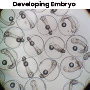 ICAR-CIBA achieved breakthrough in successful captive breeding of ...