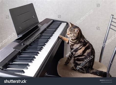 Black Cat Playing Piano