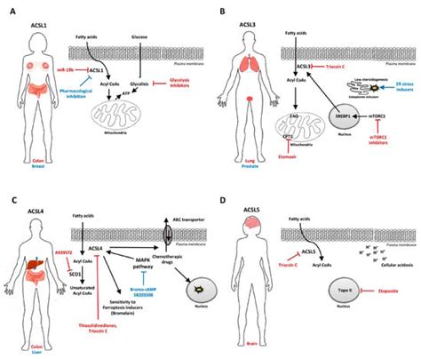 Targeting Long Chain Acyl-CoA Synthetases for Cancer Therapy