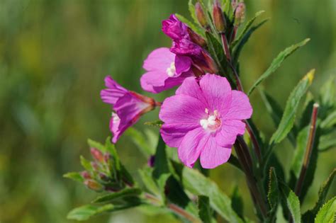 Epilobium hirsutum - Bloemerij