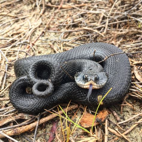 Black Eastern Hognose Snake