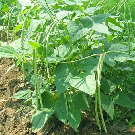 Key facts about Cowpea