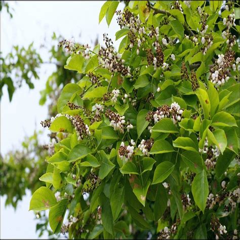 Pongamia/ Indian Beech Tree -Avenue Trees | Exotic Flora