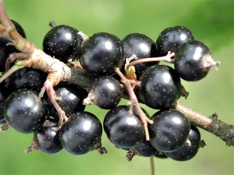 ब्लैक कर्रेंट (फालसेब) के फायदे एवं नुकसान: Health Benefits of Black ...