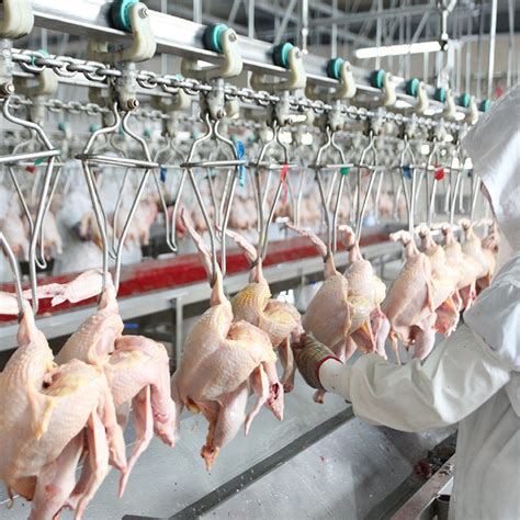 Chicken Processing Machines 的图像结果