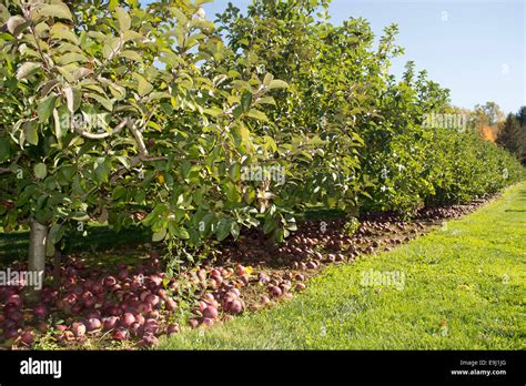 Image result for Apple Tree Farm