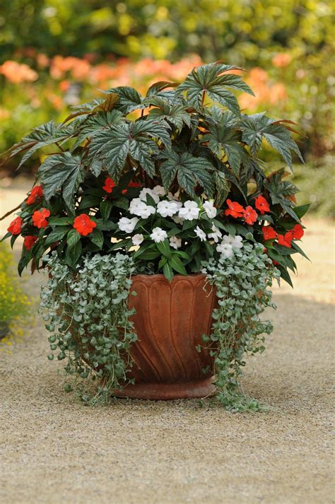 Best Outdoor Shade Plants For Pots at Darline Sean blog