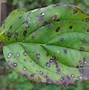 Image result for Yaupon Holly Shrub