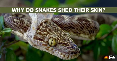 Snake Shedding Skin: What Causes Snakes to Shed Their Skin?