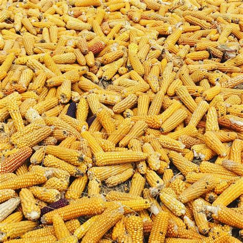 10 Foods That the Mayans Ate – HowFarBack