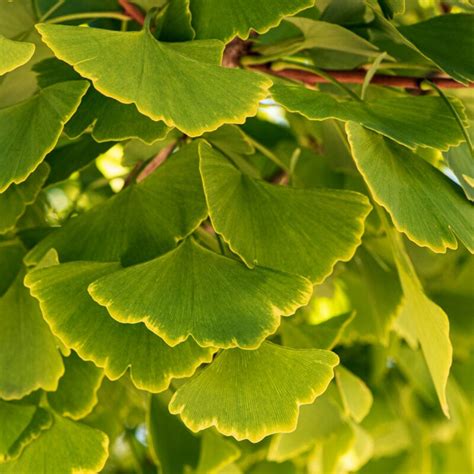 Columnar Gingko | Ginkgo biloba 'Menhir' - Roots Plants