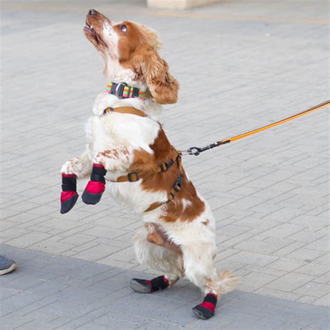 Zoof Casuals – Zoof Pets