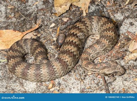 Common Death Adder feeding stock image. Image of snake - 188482749