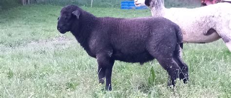 My grass fed romanov x suffolk ram lamb born 29.03.2023. : r/sheep - when was born ram
