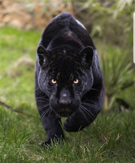 Pin by CLIFF BELL on Jaguars | Black jaguar animal, Black panther cat, Melanistic animals