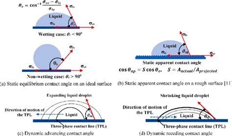 Image result for Dynamic Equilibrium Schematic