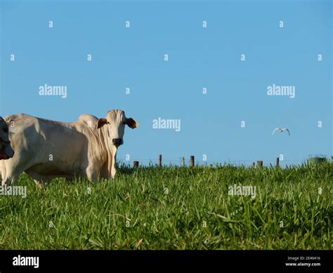 Temple grandin cow hugging machine hi-res stock photography and images ...