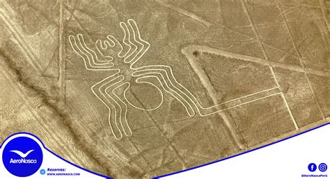 7 Ideas De Pautas Lineas De Nazca