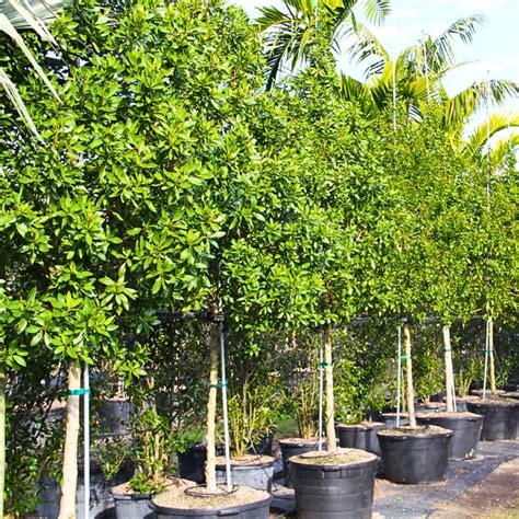 Conocarpus Lancifolius (Lanceleaf Buttonwood) - Plant – Lalit Enterprise