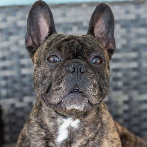 Brindle French Bulldogs: From Classic to Tiger! [Pictures]