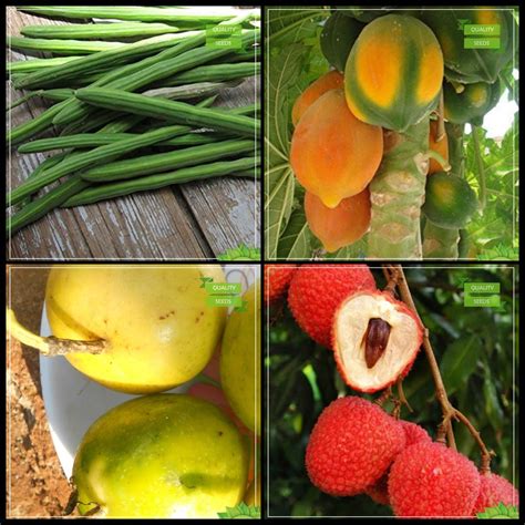 Creative Farmer Garden Seeds Combo Tree Seeds : Drumstick, Papaya ...