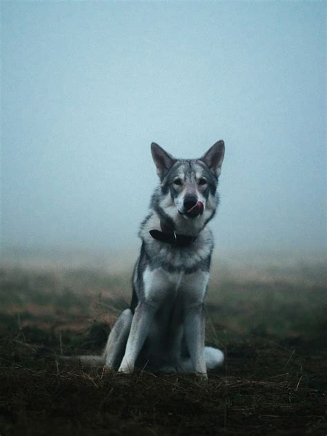 Czechoslovakian Wolfdog: A Blend of Wild Instinct & Loyalty